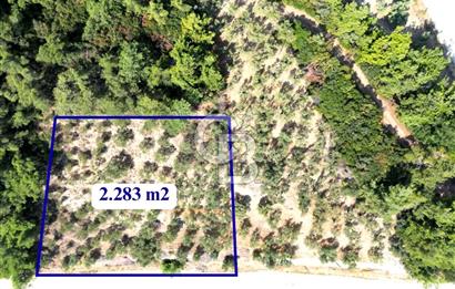 **FIRSAT**TRİLYE'DE ANA YOLA CEPHE SATILIK ZEYTİNLİK