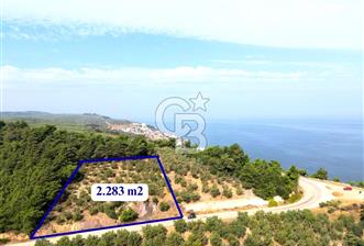 **FIRSAT**TRİLYE'DE ANA YOLA CEPHE SATILIK ZEYTİNLİK - 2 - 321791