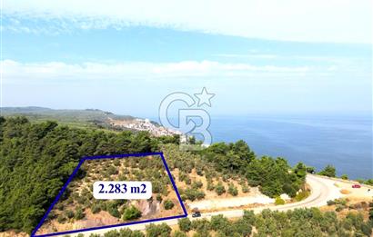 **FIRSAT**TRİLYE'DE ANA YOLA CEPHE SATILIK ZEYTİNLİK