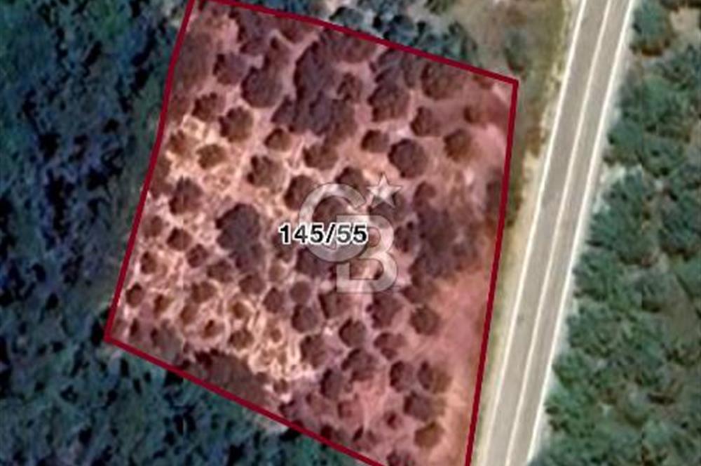 **FIRSAT**TRİLYE'DE ANA YOLA CEPHE SATILIK ZEYTİNLİK