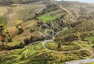 MANİSA AHMETLİ'DE SATILIK 85 DÖNÜM TEK TAPU ZEYTİNLİK - 1 - 321850