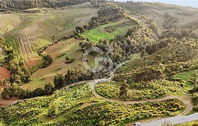 MANİSA AHMETLİ'DE SATILIK 85 DÖNÜM TEK TAPU ZEYTİNLİK