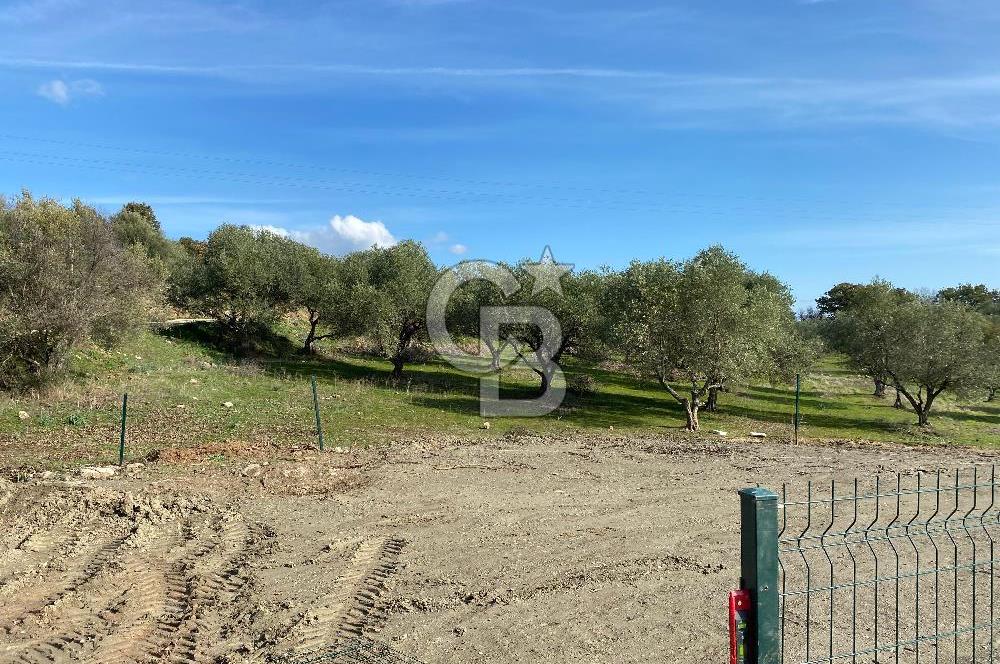 COLDWELL BANKER OFİS'DEN ÜÇPINAR'DA SATILIK TARLA