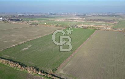 CB İYAdan MENEMEN MUSABEY KÖYÜN'DE SATILIK TARLA