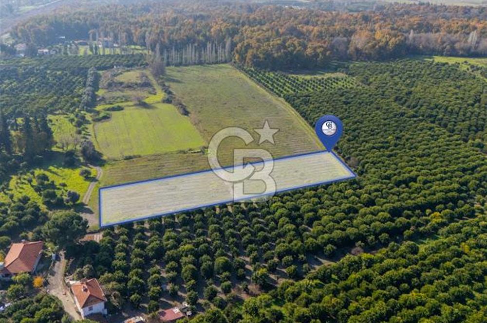 MUĞLA KÖYCEĞİZ ULUCAMİ DE MUHTEŞEM KONUMLU VE MANZARALI TARLA 1 /17 Premium Ofis