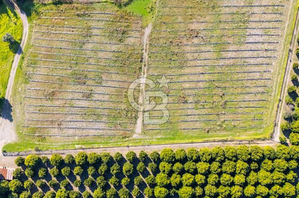 MUĞLA KÖYCEĞİZ ULUCAMİ DE MUHTEŞEM KONUMLU VE MANZARALI TARLA 1 /17 Premium Ofis