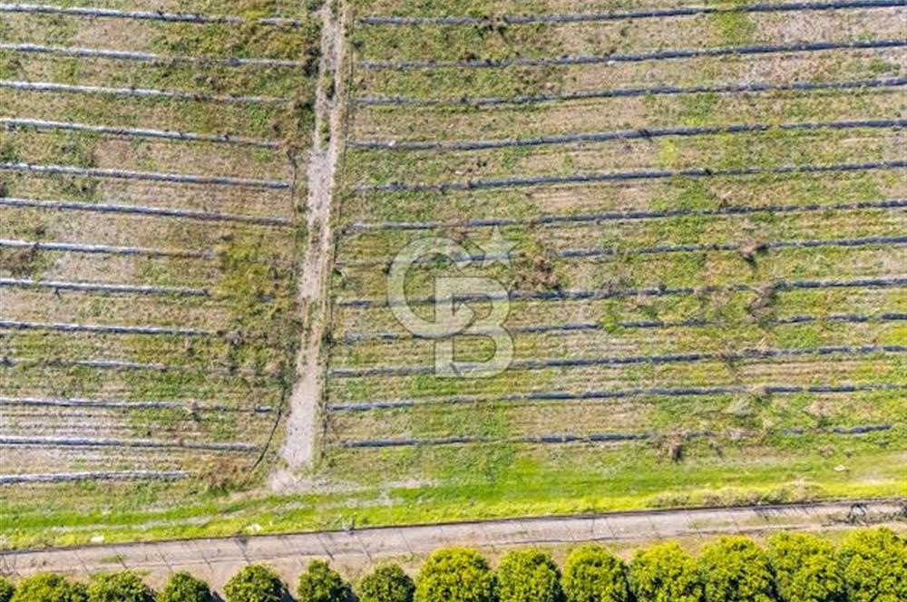 MUĞLA KÖYCEĞİZ ULUCAMİ DE MUHTEŞEM KONUMLU VE MANZARALI TARLA 1 /17 Premium Ofis