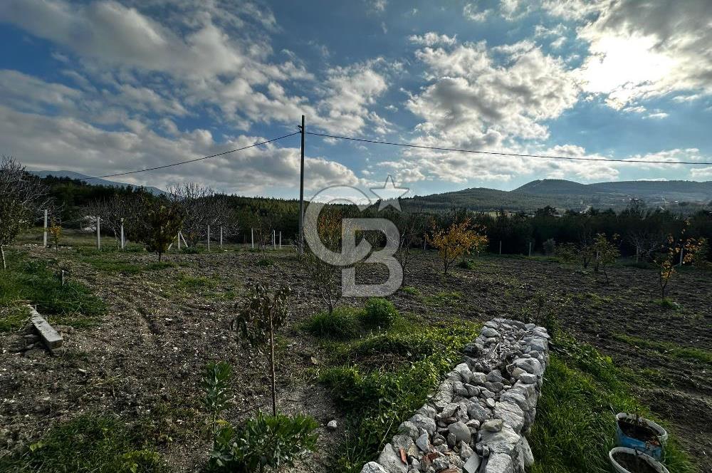 Tarla İçinde Meyve Bahçeli Müstakil Çiftlik Evi