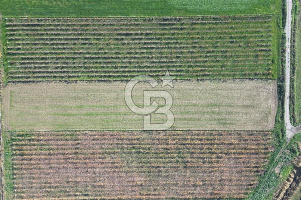 MENEMEN YANIKKÖY'DE 5751 M² SATILIK TARLA