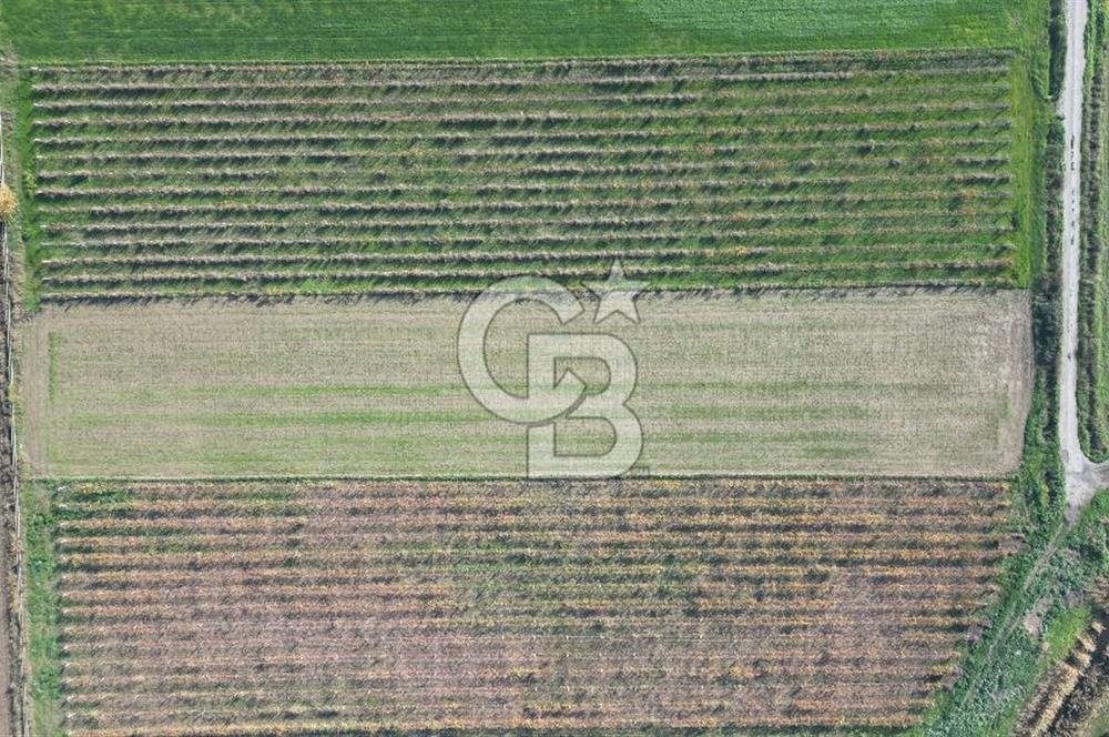 MENEMEN YANIKKÖY'DE 5751 M² SATILIK TARLA