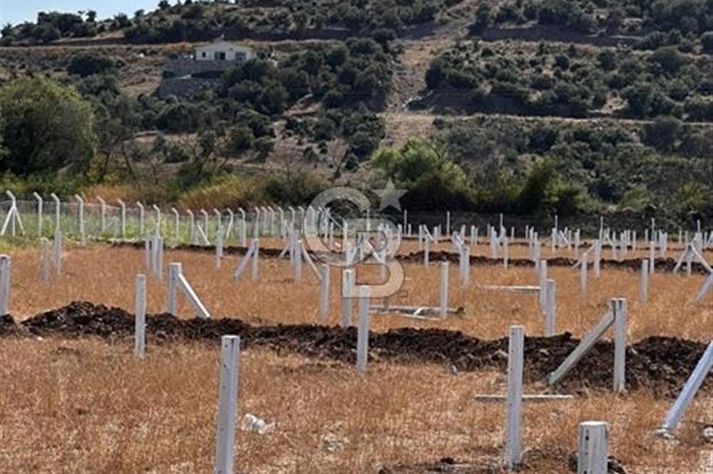 MUĞLA / BODRUM / MİLAS – BÖRDELİK DÖRTTEPE MEVKİİNDE YATIRIMLIK ARAZİ