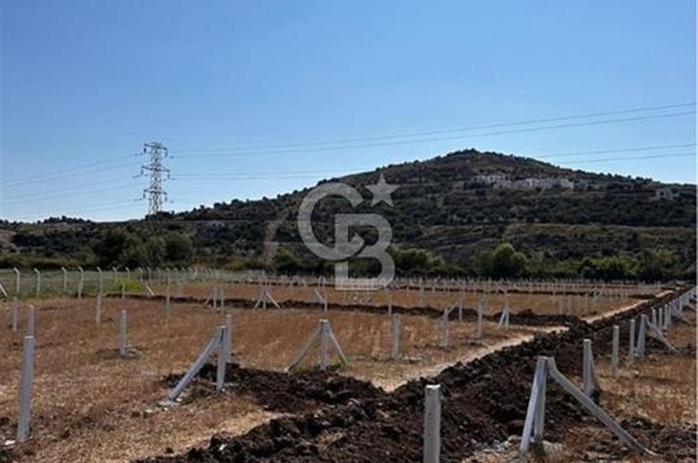 MUĞLA / BODRUM / MİLAS – BÖRDELİK DÖRTTEPE MEVKİİNDE YATIRIMLIK ARAZİ