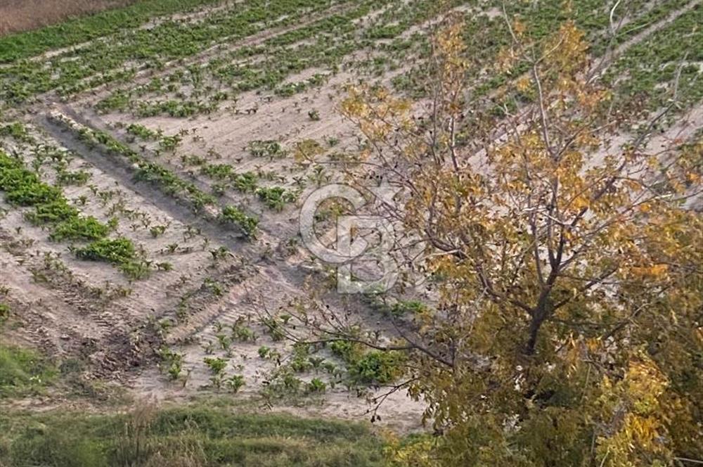MENEMEN YANIKKÖYDE SATILIK BAĞ
