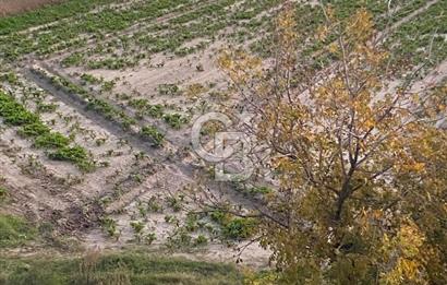 MENEMEN YANIKKÖYDE SATILIK BAĞ