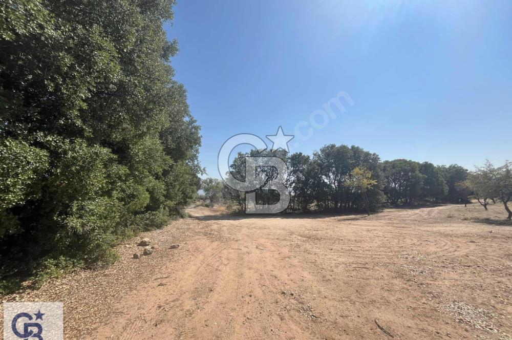 Tavas Vakıf'da Satılık Tarla