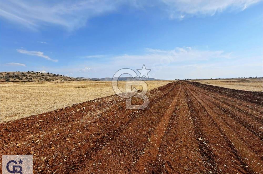 Uşak Ulubey Hasköy'de Satılık Tarla