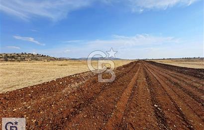 Uşak Ulubey Hasköy'de Satılık Tarla