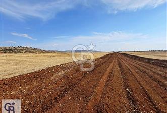 Uşak Ulubey Hasköy'de Satılık Tarla - 4 - 322376