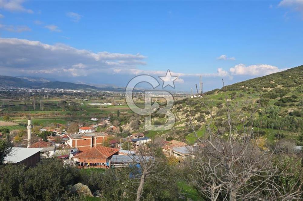 Bergama Sindel Mahallesinde Satılık Zeytinlik