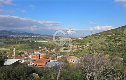 Bergama Sindel Mahallesinde Satılık Zeytinlik