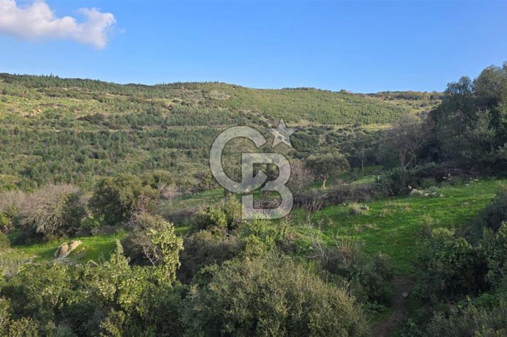 Bergama Sindel Mahallesinde Satılık Zeytinlik