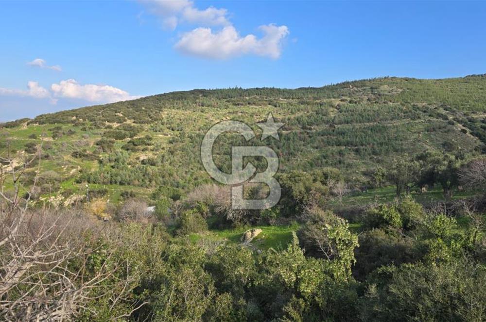 Bergama Sindel Mahallesinde Satılık Zeytinlik