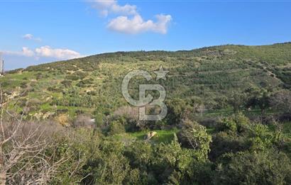 Bergama Sindel Mahallesinde Satılık Zeytinlik