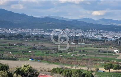 Bergama Sindel Mahallesinde Satılık Zeytinlik