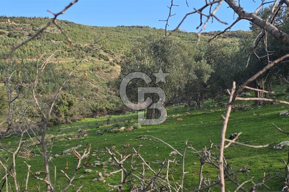 Bergama Sindel Mahallesinde Satılık Zeytinlik