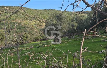 Bergama Sindel Mahallesinde Satılık Zeytinlik