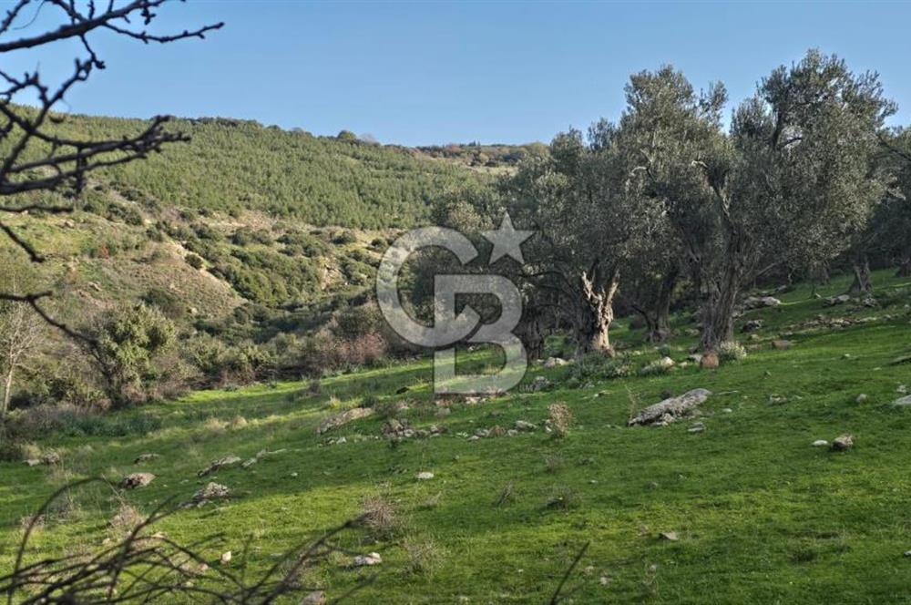 Bergama Sindel Mahallesinde Satılık Zeytinlik