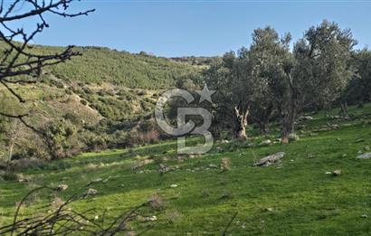 Bergama Sindel Mahallesinde Satılık Zeytinlik