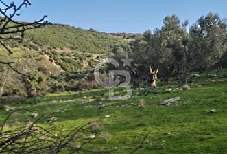 Bergama Sindel Mahallesinde Satılık Zeytinlik - 1 - 322446