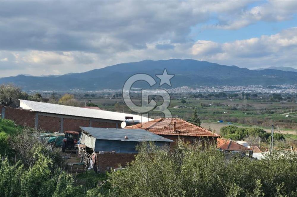 Bergama Sindel Mahallesinde Satılık Zeytinlik