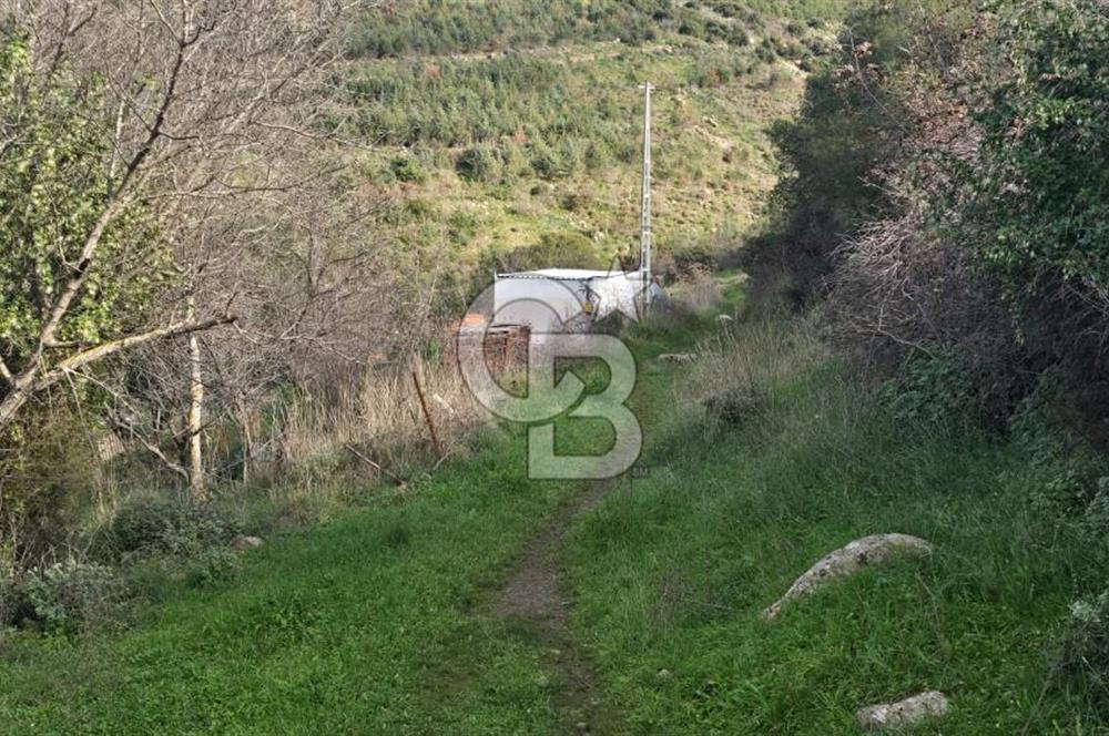 Bergama Sindel Mahallesinde Satılık Zeytinlik