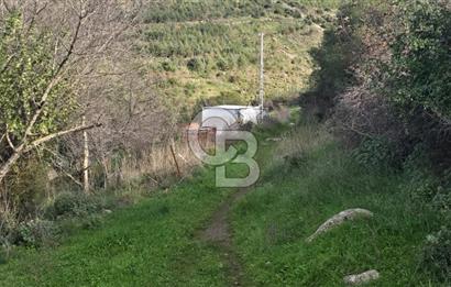 Bergama Sindel Mahallesinde Satılık Zeytinlik