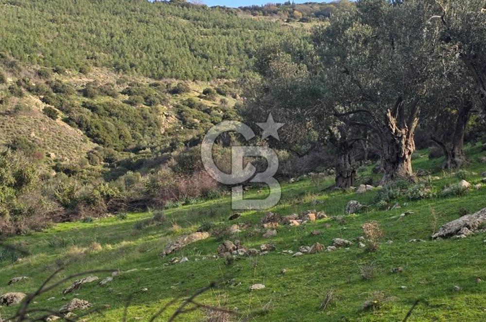 Bergama Sindel Mahallesinde Satılık Zeytinlik