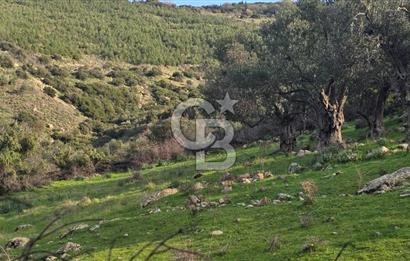 Bergama Sindel Mahallesinde Satılık Zeytinlik