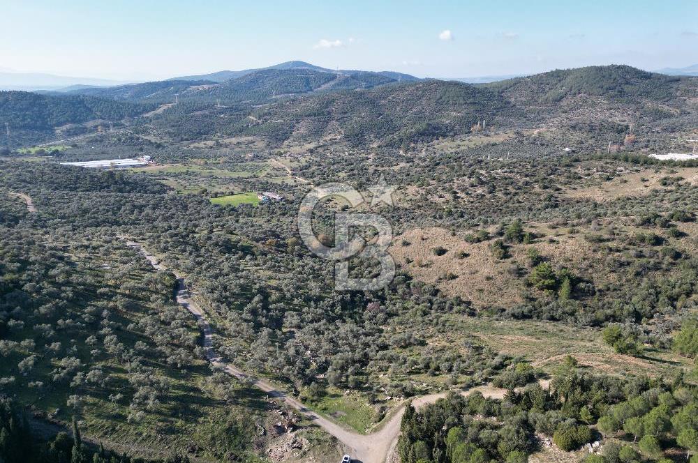TORBALI TAŞKESİK’TE SATILIK 11915 M2 FIRSAT ZEYTİNLİK