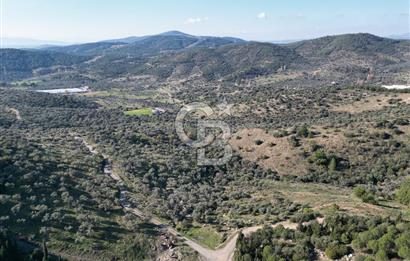 TORBALI TAŞKESİK’TE SATILIK 11915 M2 FIRSAT ZEYTİNLİK