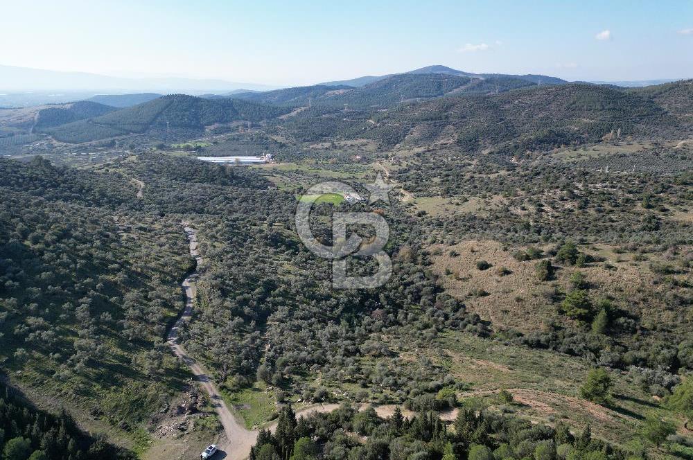 TORBALI TAŞKESİK’TE SATILIK 11915 M2 FIRSAT ZEYTİNLİK