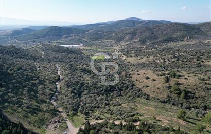 TORBALI TAŞKESİK’TE SATILIK 11915 M2 FIRSAT ZEYTİNLİK