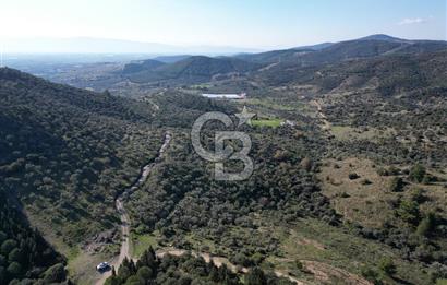 TORBALI TAŞKESİK’TE SATILIK 11915 M2 FIRSAT ZEYTİNLİK