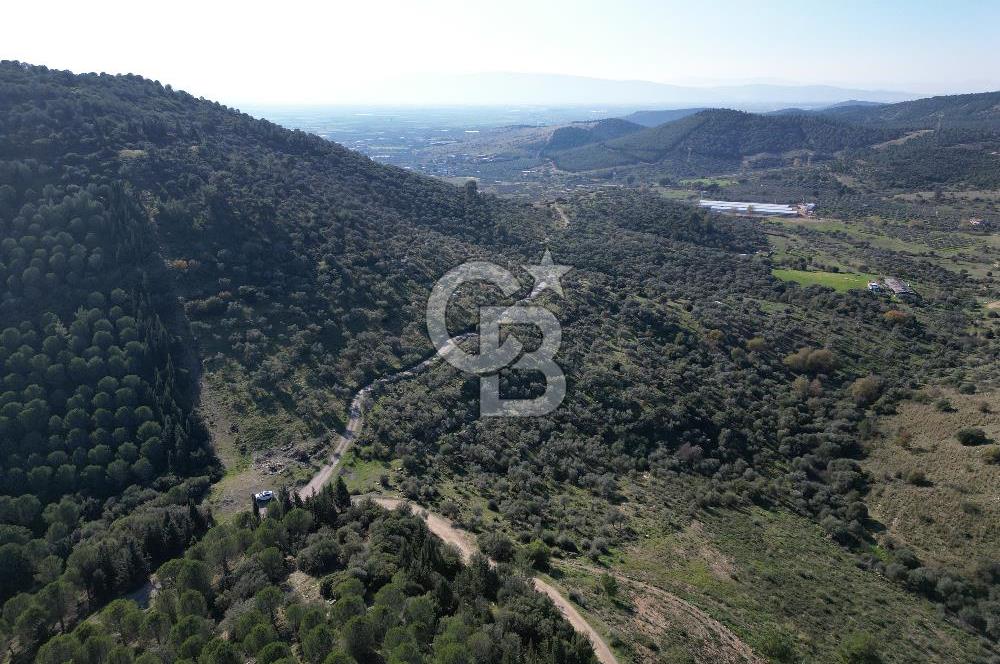 TORBALI TAŞKESİK’TE SATILIK 11915 M2 FIRSAT ZEYTİNLİK