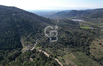 TORBALI TAŞKESİK’TE SATILIK 11915 M2 FIRSAT ZEYTİNLİK