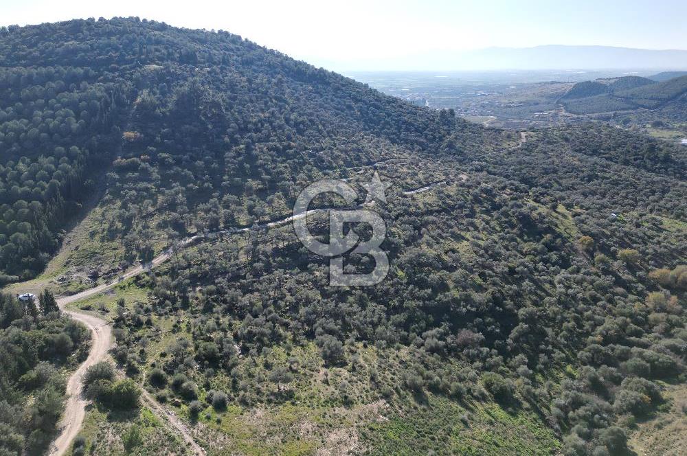 TORBALI TAŞKESİK’TE SATILIK 11915 M2 FIRSAT ZEYTİNLİK