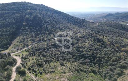 TORBALI TAŞKESİK’TE SATILIK 11915 M2 FIRSAT ZEYTİNLİK