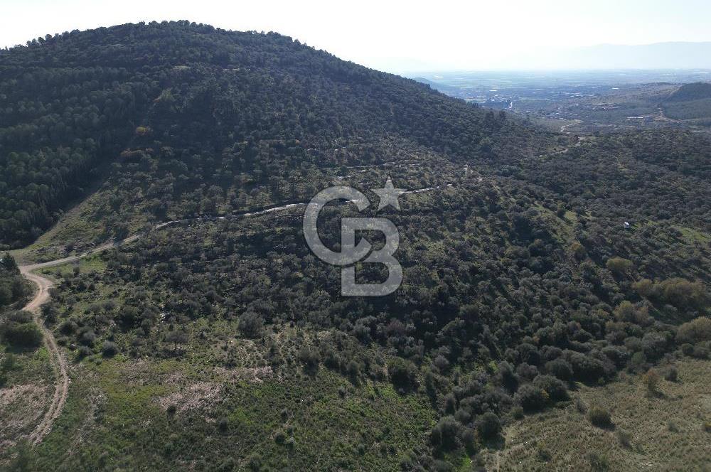 TORBALI TAŞKESİK’TE SATILIK 11915 M2 FIRSAT ZEYTİNLİK