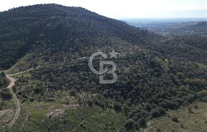 TORBALI TAŞKESİK’TE SATILIK 11915 M2 FIRSAT ZEYTİNLİK