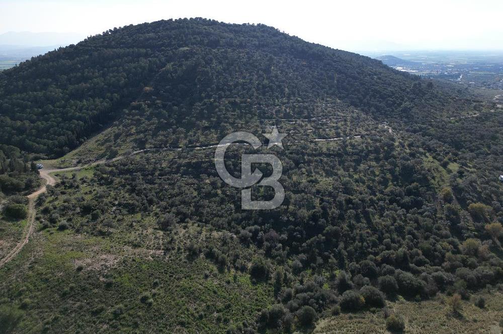 TORBALI TAŞKESİK’TE SATILIK 11915 M2 FIRSAT ZEYTİNLİK